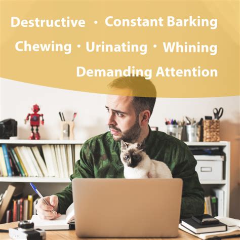  Anxious behaviors like barking, pacing, and destructive chewing are often associated with stressful events such as travel, vet visits, or separation anxiety